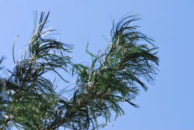 Pinus strobus 'Contorta' - borovice hedvábná 'Contorta' - větévka (2)